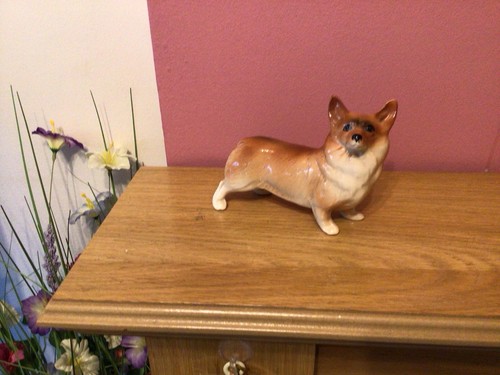 The corgi dog - the, corgi.