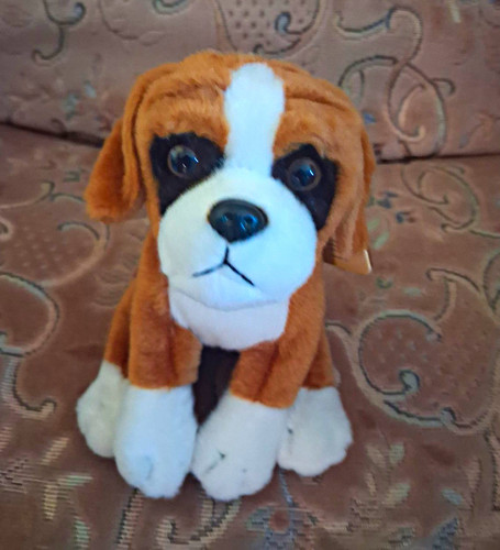Boxer dog from living nature - boxer, nature.