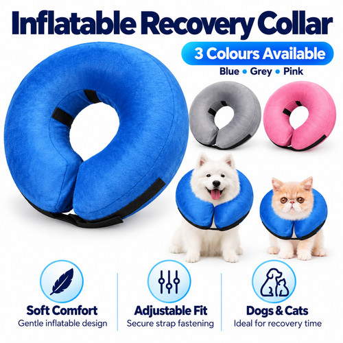 Dog collar after surgery - dog,