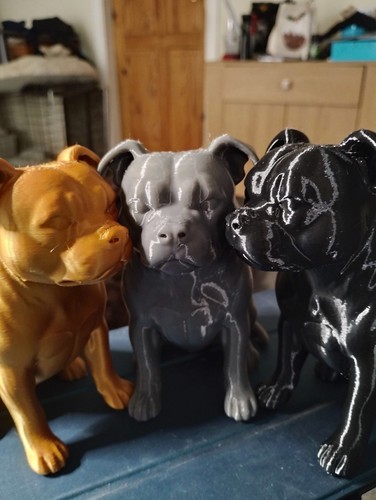 Staffie bull terrier - staffie,