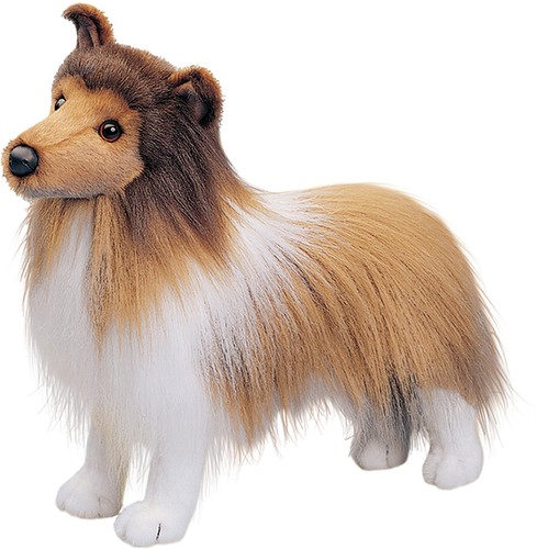 Douglas dixie sheltie - sheltie, dog