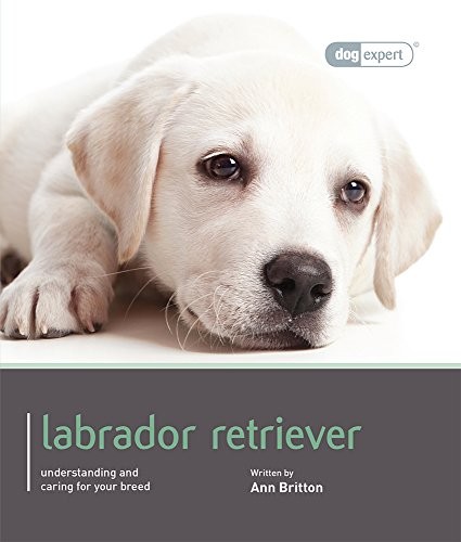 Labrador retriever dog - retriever, (dog
