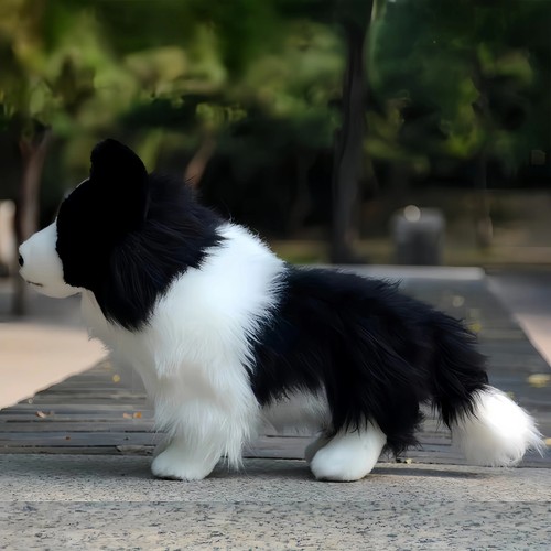 Dougles chase border - border, collie